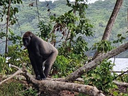 GABON – PUTOVÁNÍ DO NITRA ČERNÉ AFRIKY