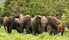 GABON – PUTOVÁNÍ DO NITRA ČERNÉ AFRIKY