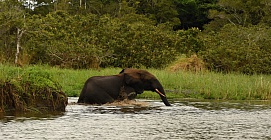 GABON – PUTOVÁNÍ DO NITRA ČERNÉ AFRIKY