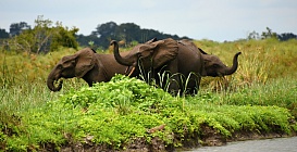 GABON – PUTOVÁNÍ DO NITRA ČERNÉ AFRIKY