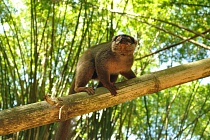 MADAGASKAR - mezi Afrikou a Asií