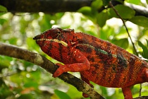 MADAGASKAR - mezi Afrikou a Asií