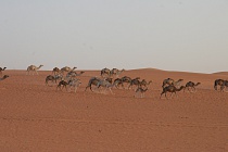 MAURITÁNIE - VELKÉ PUTOVÁNÍ SAHAROU